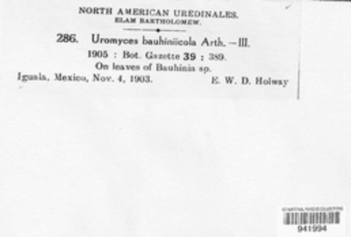 Uromyces bauhiniicola image